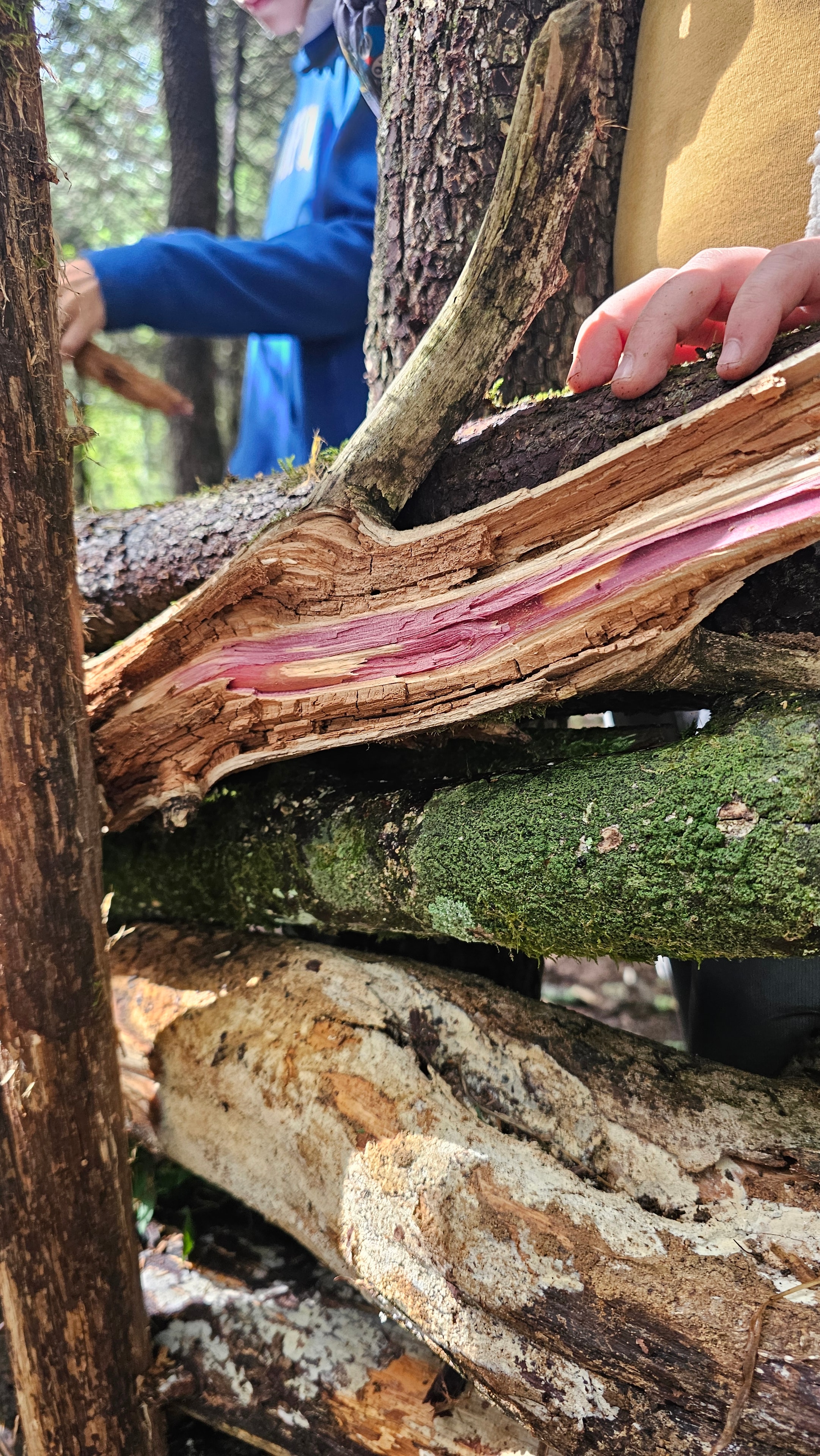 Child exploring tree bark and moss in the forest at Foothill Frolic Farm